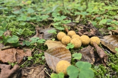 corn-scopex-boiliai-karpiu-zvejybai.jpg