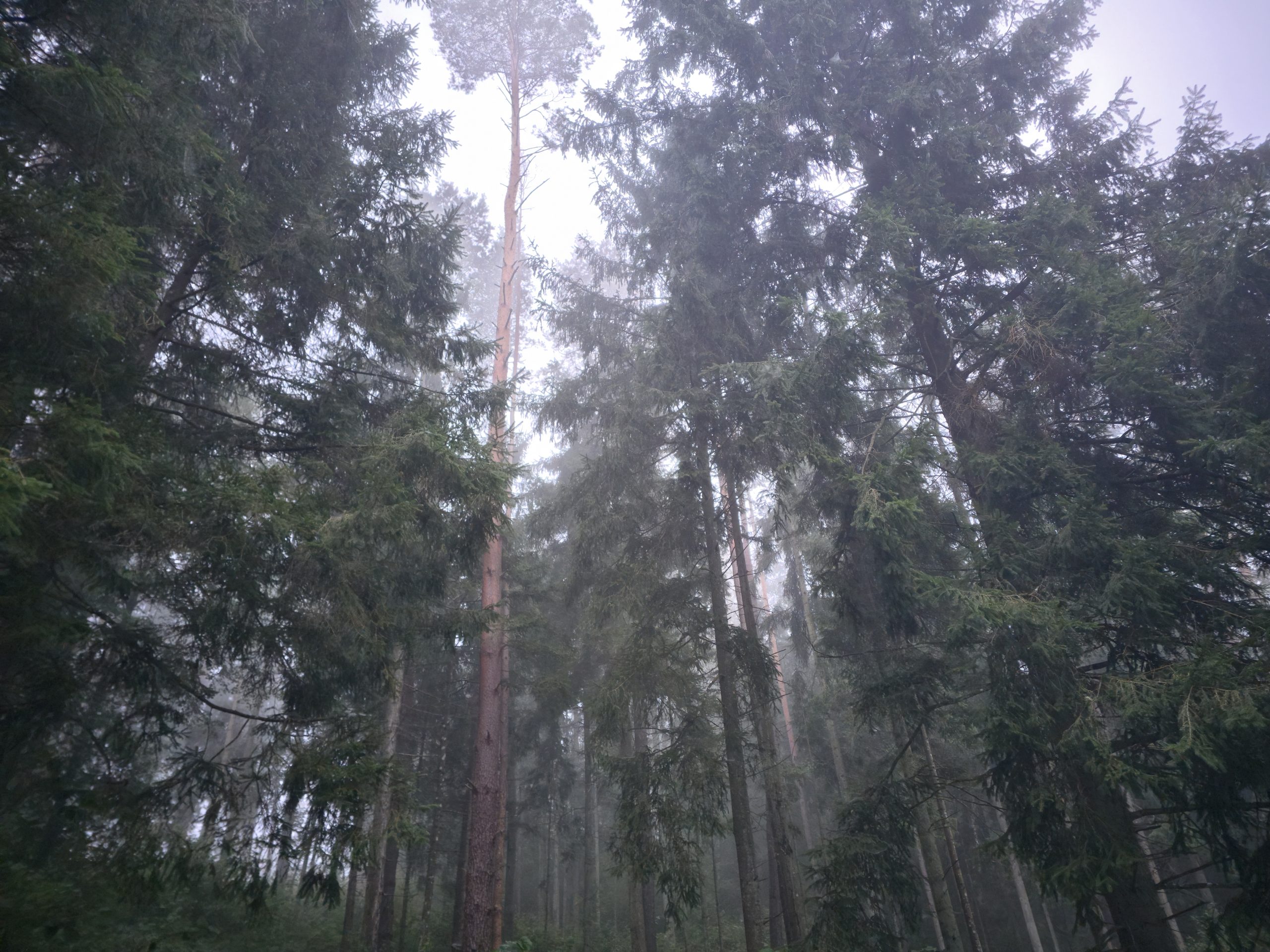 Karpių žvejyba rudenį laukiniuose telkiniuose